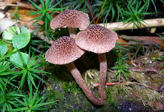 2005 :  Un anno di funghi